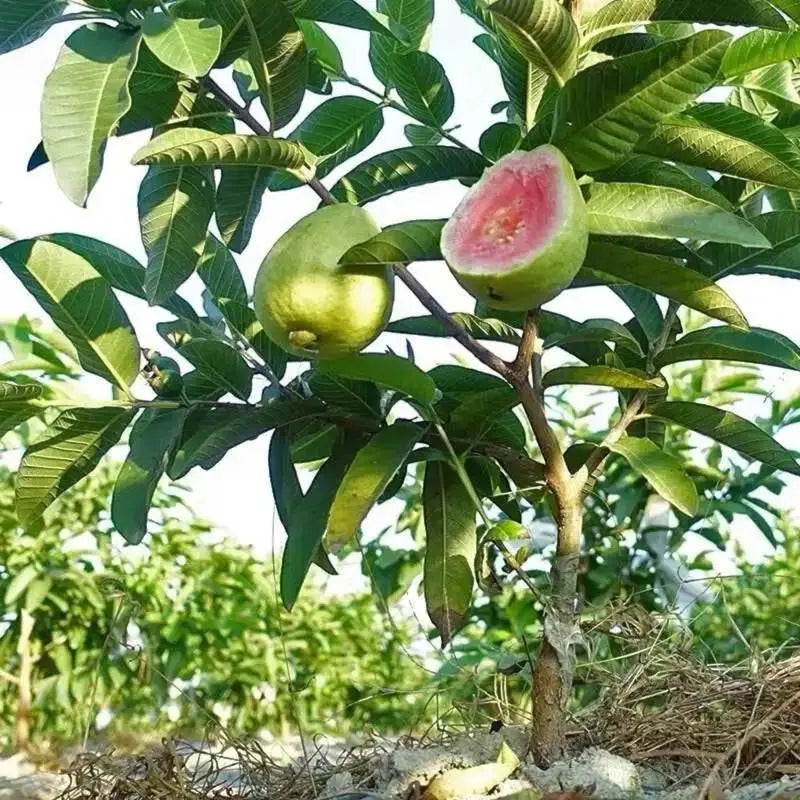 Guava seeds