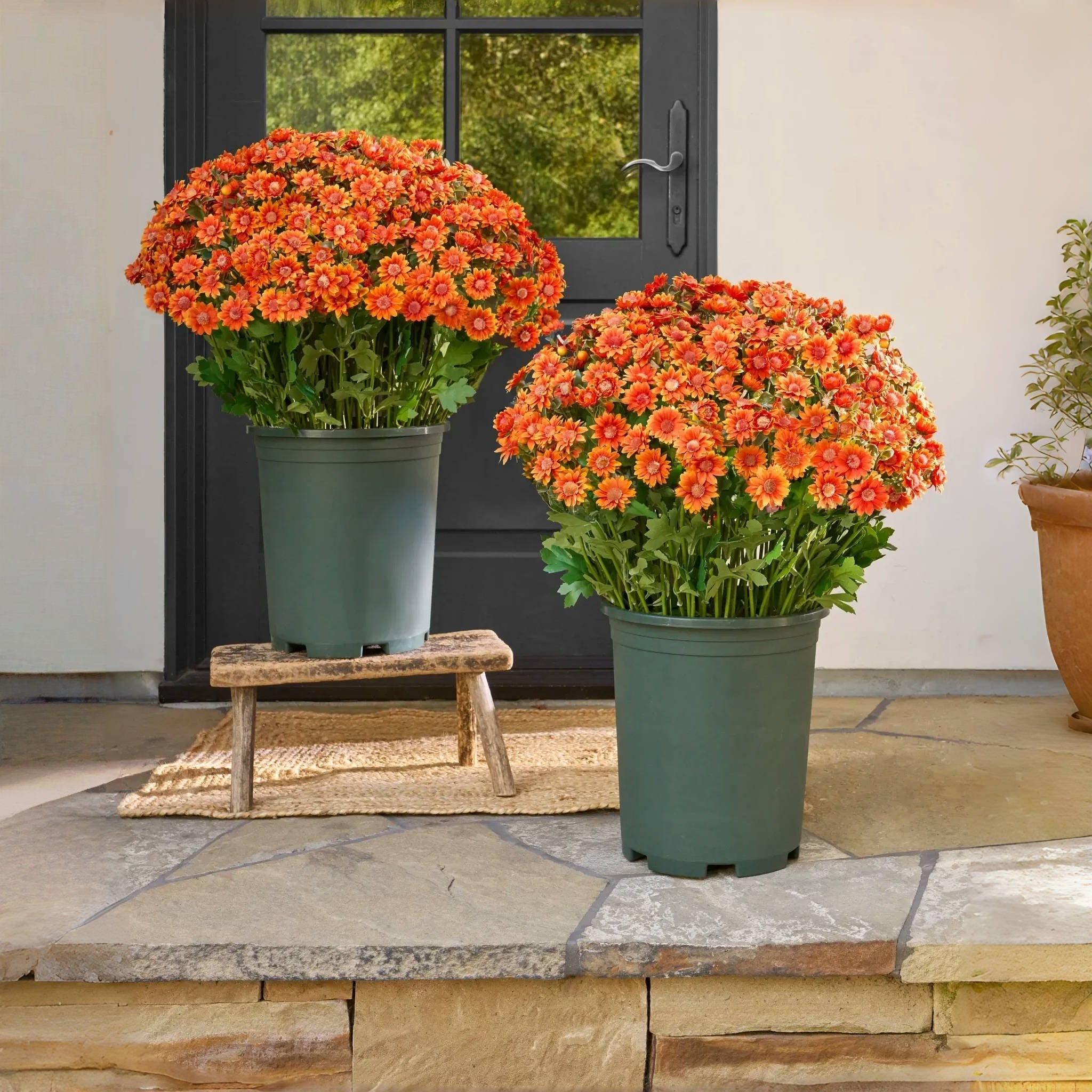 šFlash Saleā”Artificial Outdoor Sunset Mums Flowers - UV resistant, Waterproof, Windproof