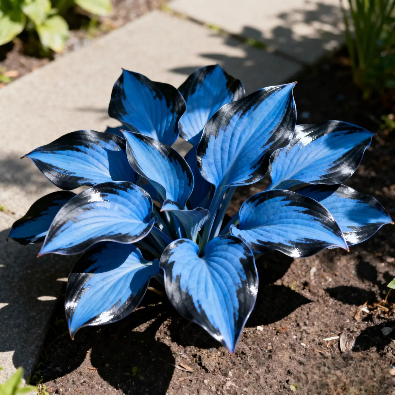Hosta Plantaginea Seeds