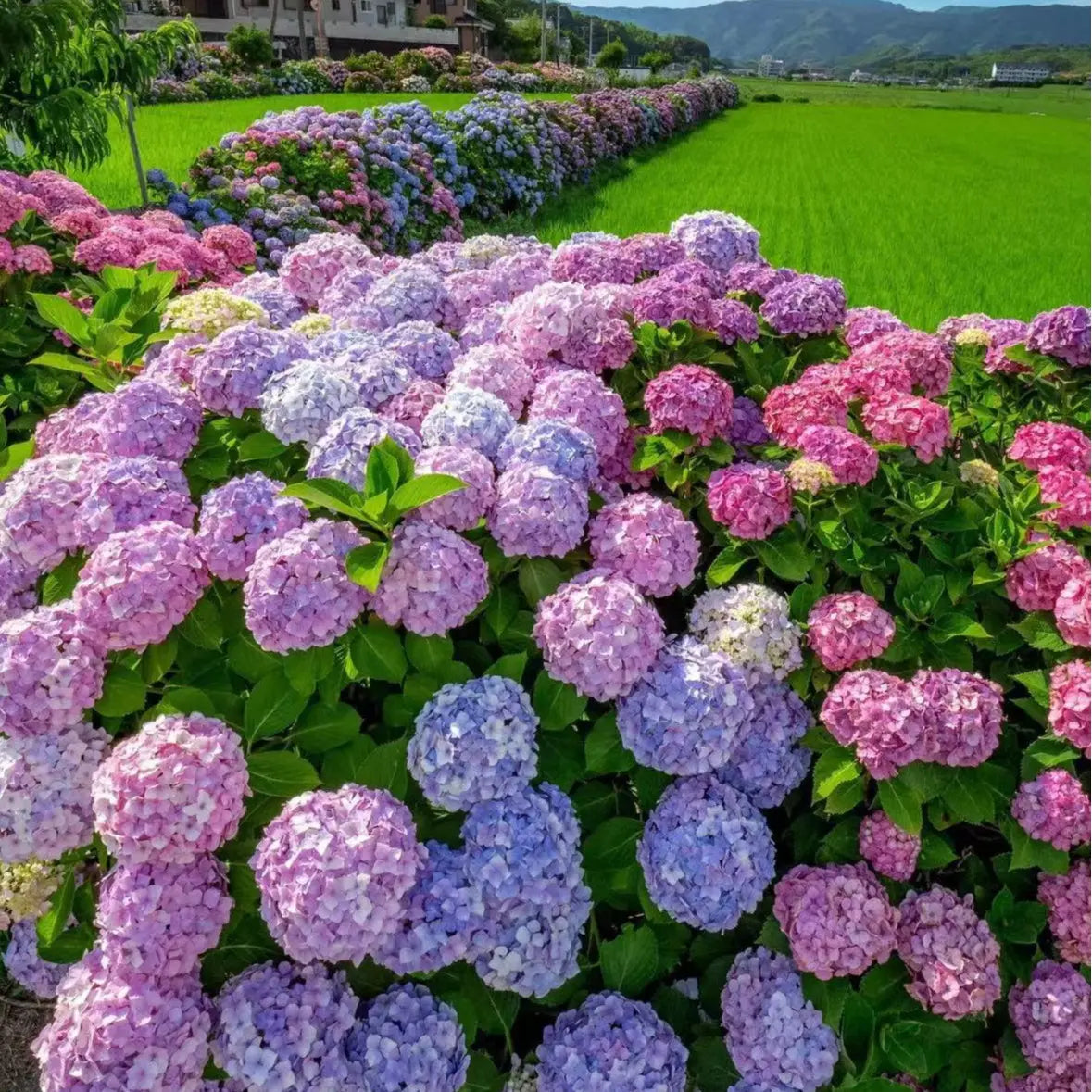 Hydrangea Seeds